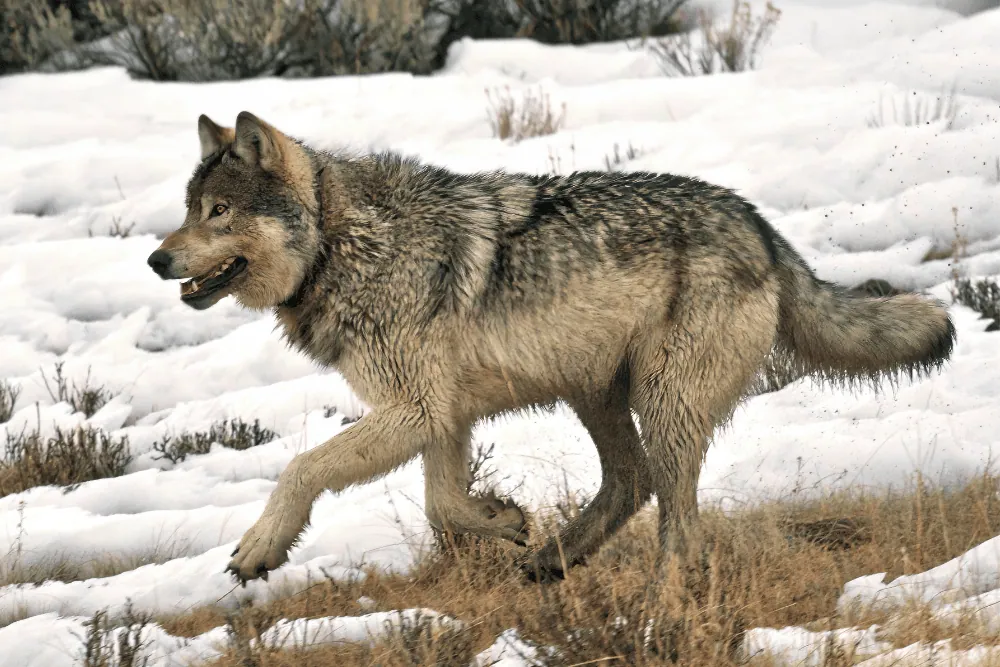 Ga in Lamar Valley op zoek te gaan naar de grijze wolf
