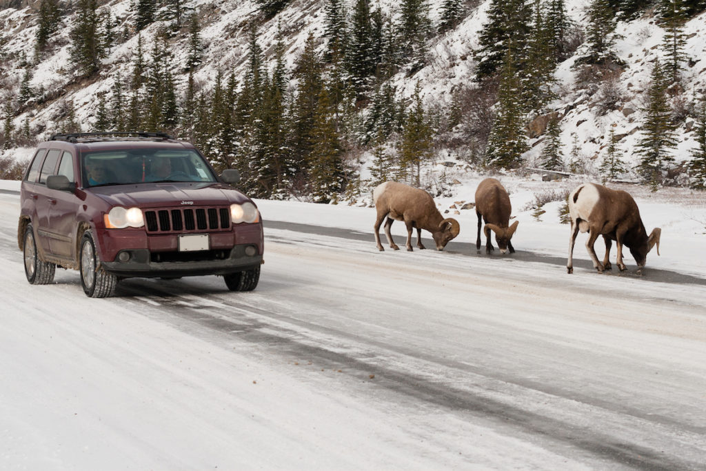 Rijd je op de Icefields Parkway dan is de kans groot dat je de Canadese wildlife tegenkomt