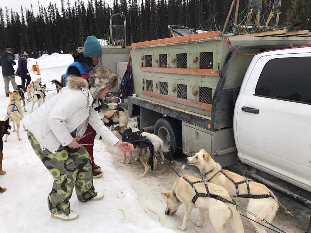 Combineer je vakantie in Lake Louise/Banff Alberta met deze populaire hondensledetocht van KingMik