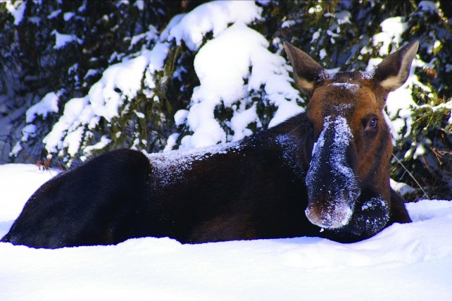 Moose in sneeuw