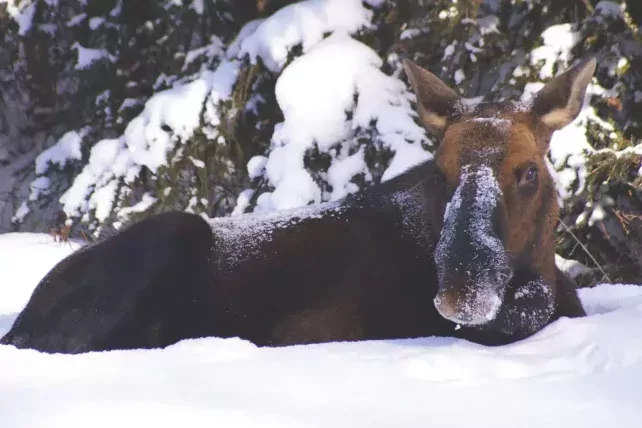 Moose in de sneeuw tijdens de wildlife tour Moose in sneeuw