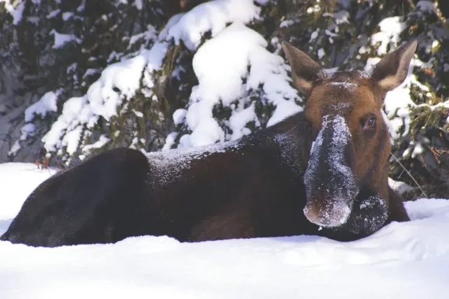 Moose in de sneeuw tijdens de wildlife tour Moose in sneeuw