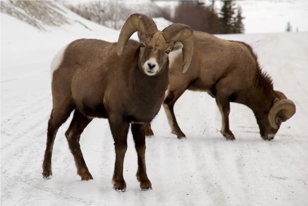 Wildlife in Jasper