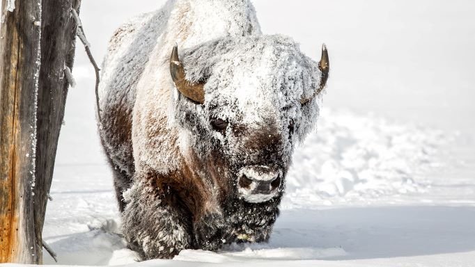 Elk National Park