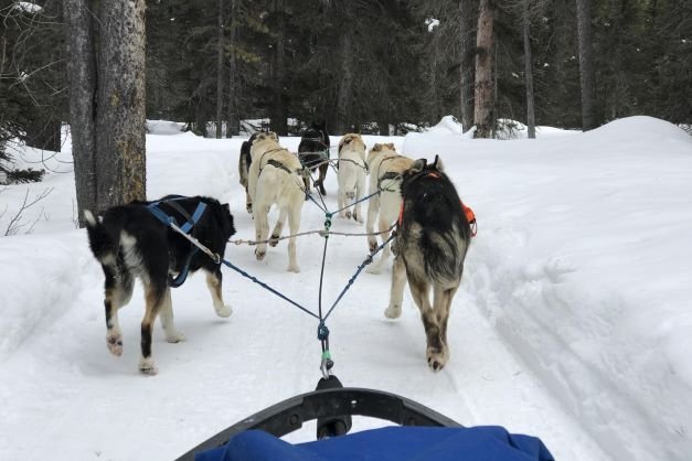 Hondenslede tocht in Lake Louise