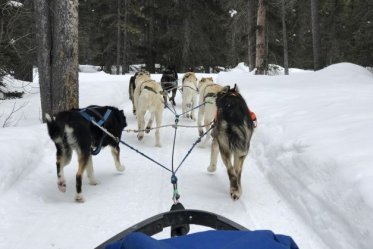 Hondenslede tocht in Lake Louise