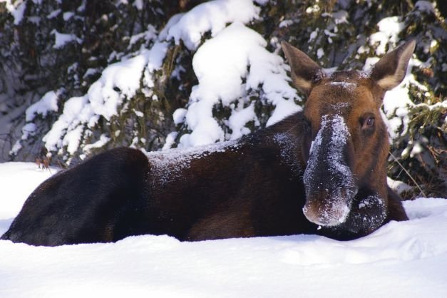 Wildflife in Jasper