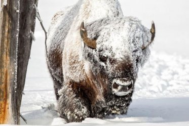 Discover Banff Winter Wildlife Tour 