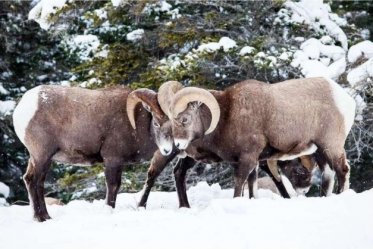 Winter Wildlife tour