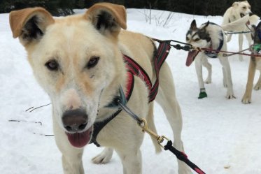 Sun Peaks Dogsled