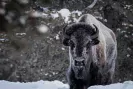 Jackson Hole