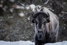 Jackson Hole