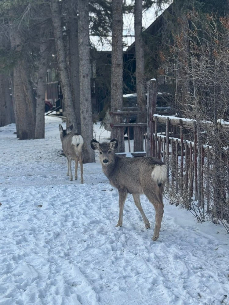 Wildlife zie je volop in Canada