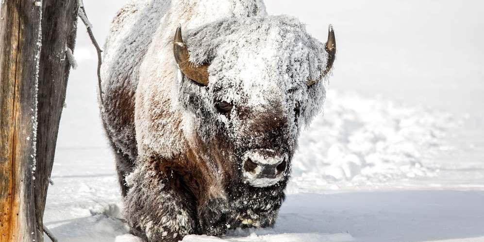 Edmonton Bizon Elk National Park