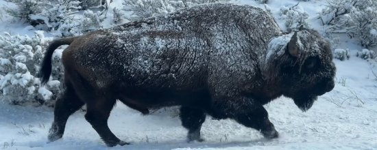 Yellowstone National Park, leuke combi met Big Sky Inspiratie