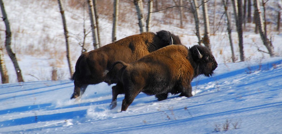 Een bizon van dichtbij zien? Bezoek een nationale parken in Canada, zoals Jasper en Banff in Alberta