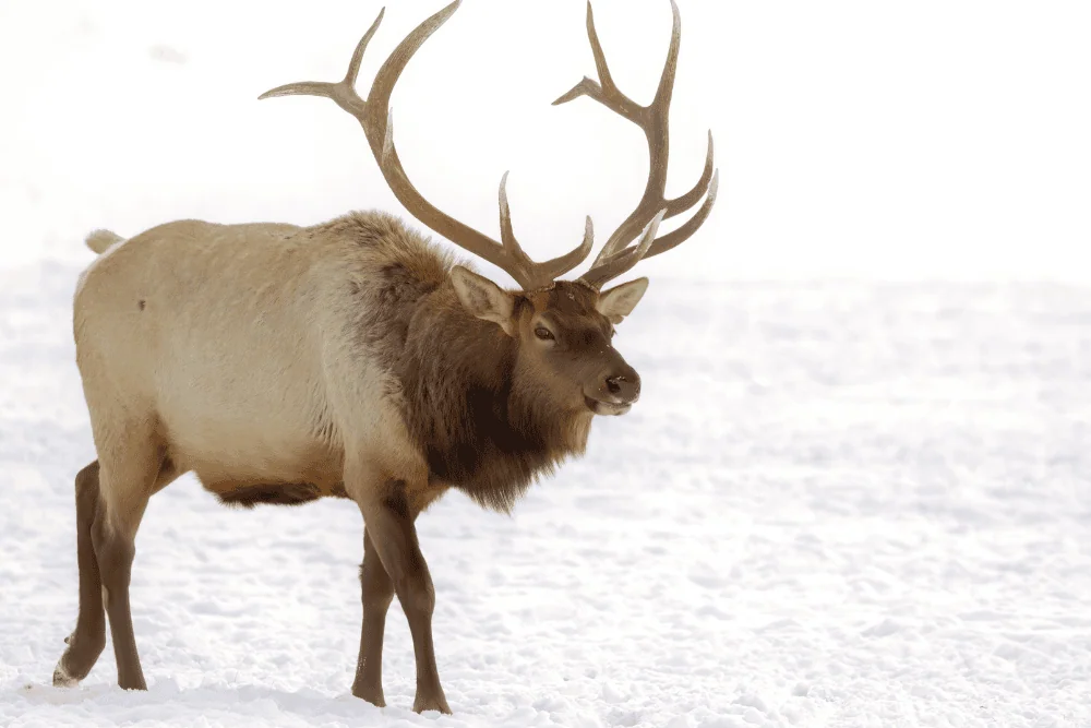 In de winter trekken duizenden wapiti's naar de Jackson Hole Valley
