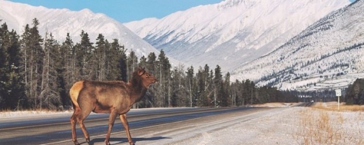 Wildlife experience in de Canadese Rockies