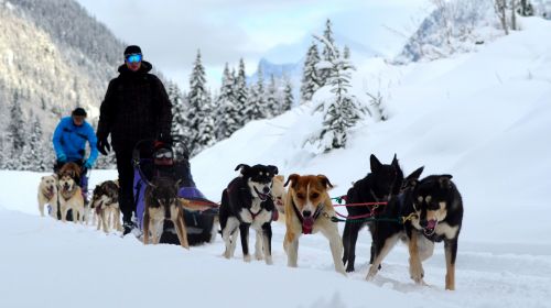 Kinderen, honden, sneeuw en slee .... de perfecte activiteit in Canada voor kinderen in Jasper