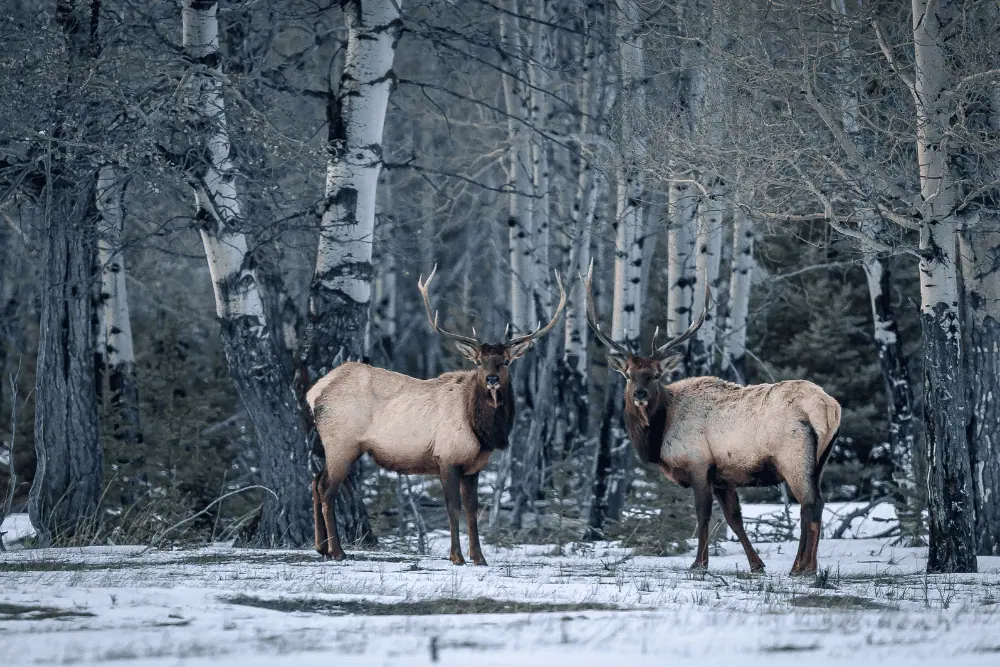 Een winterse wildlifetour in de Bow Valley is een fijne manier om de omgeving te leren kennen