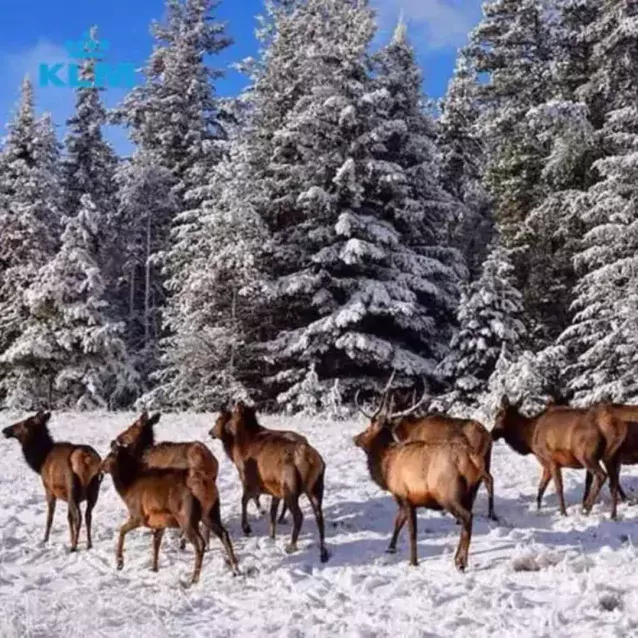 Ga op zoek naar wildlife tijdens jouw wintersportvakantie in Canada wildlife & ski 1x1.jpg