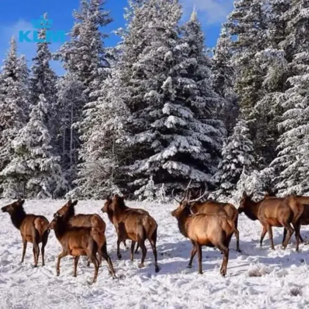 Ga op zoek naar wildlife tijdens jouw wintersportvakantie in Canada wildlife & ski 1x1.jpg