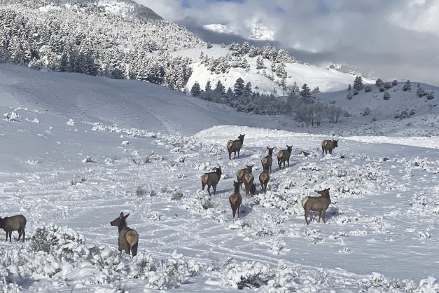 Wildlife spotten in Yellowstone National Park