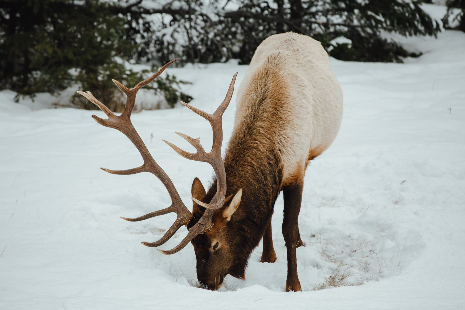 Nationaal park Elk Island is vlakbij de stad Edmonton gelegen in Alberta. Ontdek Canadese wildlife