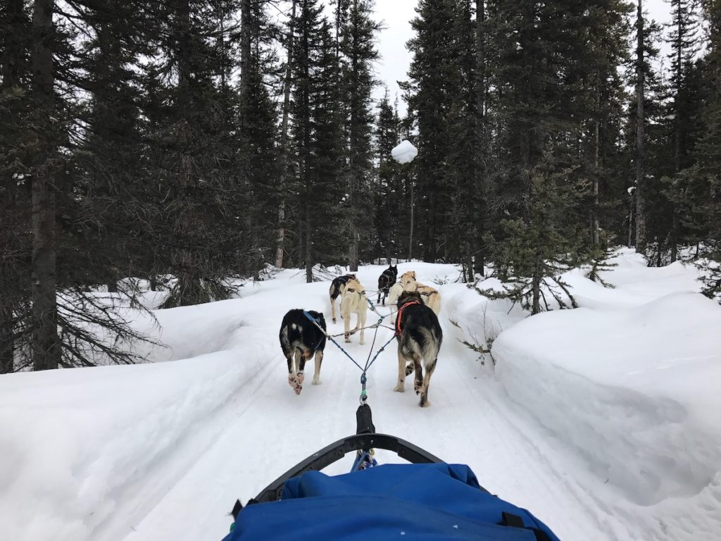 Regel je hondensledetocht van KingMik in Lake Louise vantevoren zodat je verzekerd bent van een plek