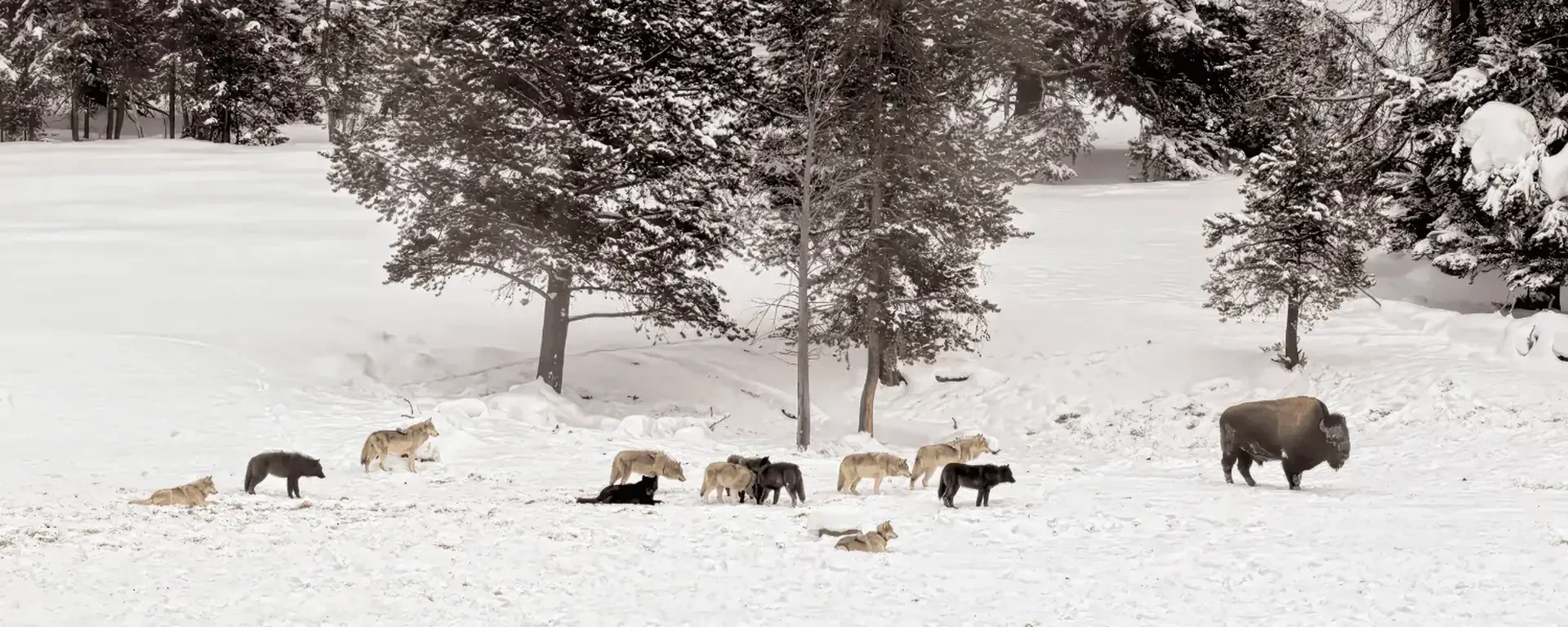 Skisafari Yellowstone en Jackson Hole Skisafari Yellowstone en Jackson Hole-1790248897
