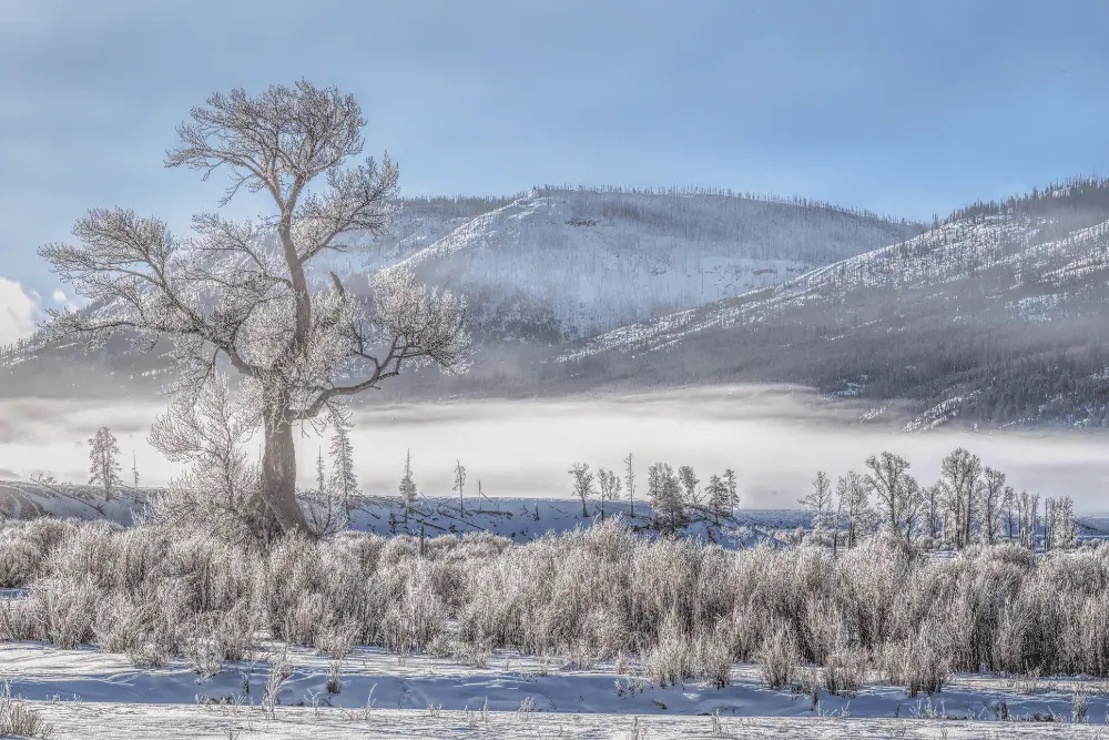 Jackson Hole – Jackson – Grand Teton National Park – Yellowstone National Park – Paradise Valley – Bozeman