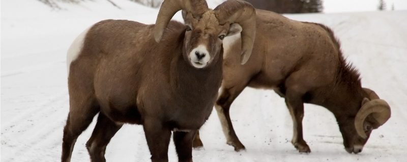 Skisafari Nature & National Parks (Icefields Parkway)